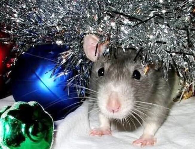 Рыба в год крысы. Новогодняя крыса. Новогодние крыски. Крыса в мишуре. Крысы у новогодней елки.
