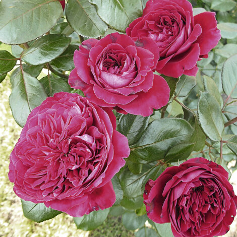 Чайно-гибридные розы