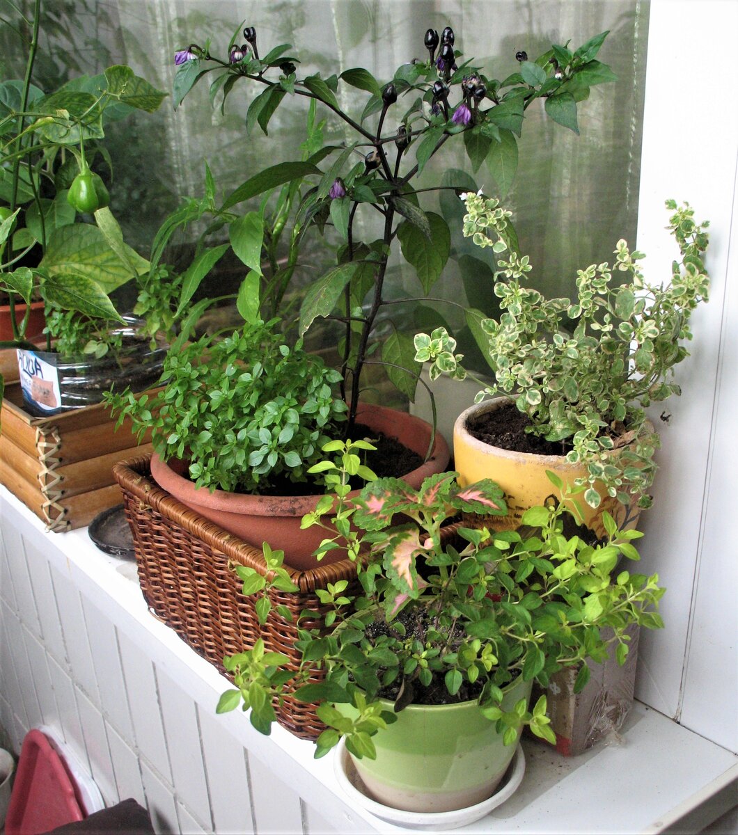 На балконе можно выращивать многие пряные растения.