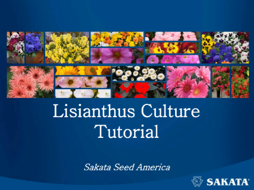 Скриншот первой страницы документа Sakata Lisianthus Cut Flower Production -0315-SAKATA ,