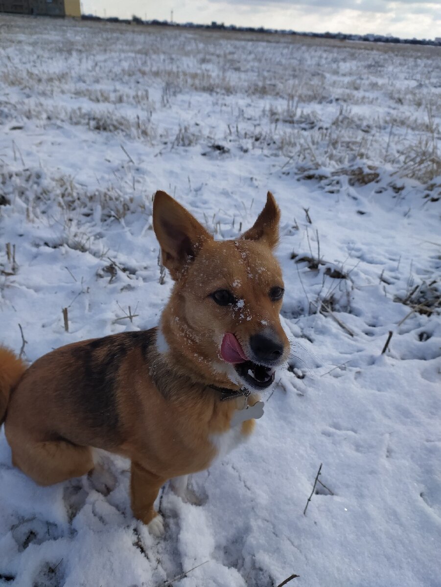 Я люблю гулять по снегу