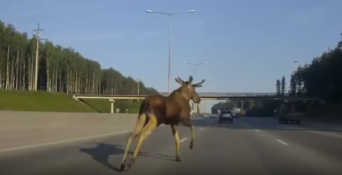 Такую  картину мало кто мечтает увидеть, однако встречи с животными на дороге происходят достаточно часто