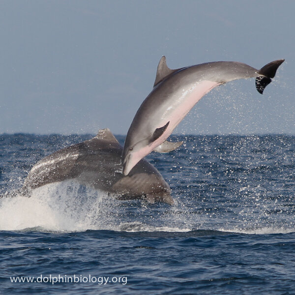 Are these dolphins in high spirits?