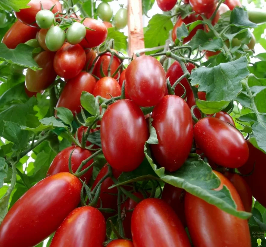 Сорт Джек Пот