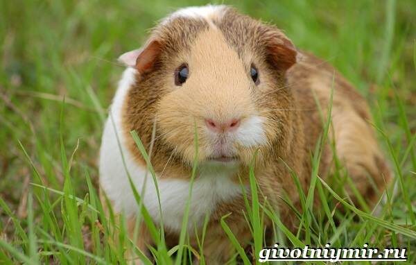 В храмах городов Лимо и Куско есть картины «Тайная вечеря». На полотнах изображена последняя трапеза сына Божия в кругу 12-ти апостолов. На столе перед Иисусом и его учениками блюда, в числе которых есть жареные морские свинки. В Перу это традиционная еда. Местные художники, рисуя сюжеты для храмов, и представить не могли, что в других частях света грызунов не только не едят, но и не знают о существовании куй. Так звучит оригинальное название морских свинок. Морскими, кстати, их назвали европейцы. Сначала, говорили  «из-за моря», то есть оттуда, откуда завезли животных. Потом, фраза преобразовалась в прилагательное «морские». Характеристика вряд ли по духу свинкам, ведь они не любят воду и живут в засушливых, гористых районах. 