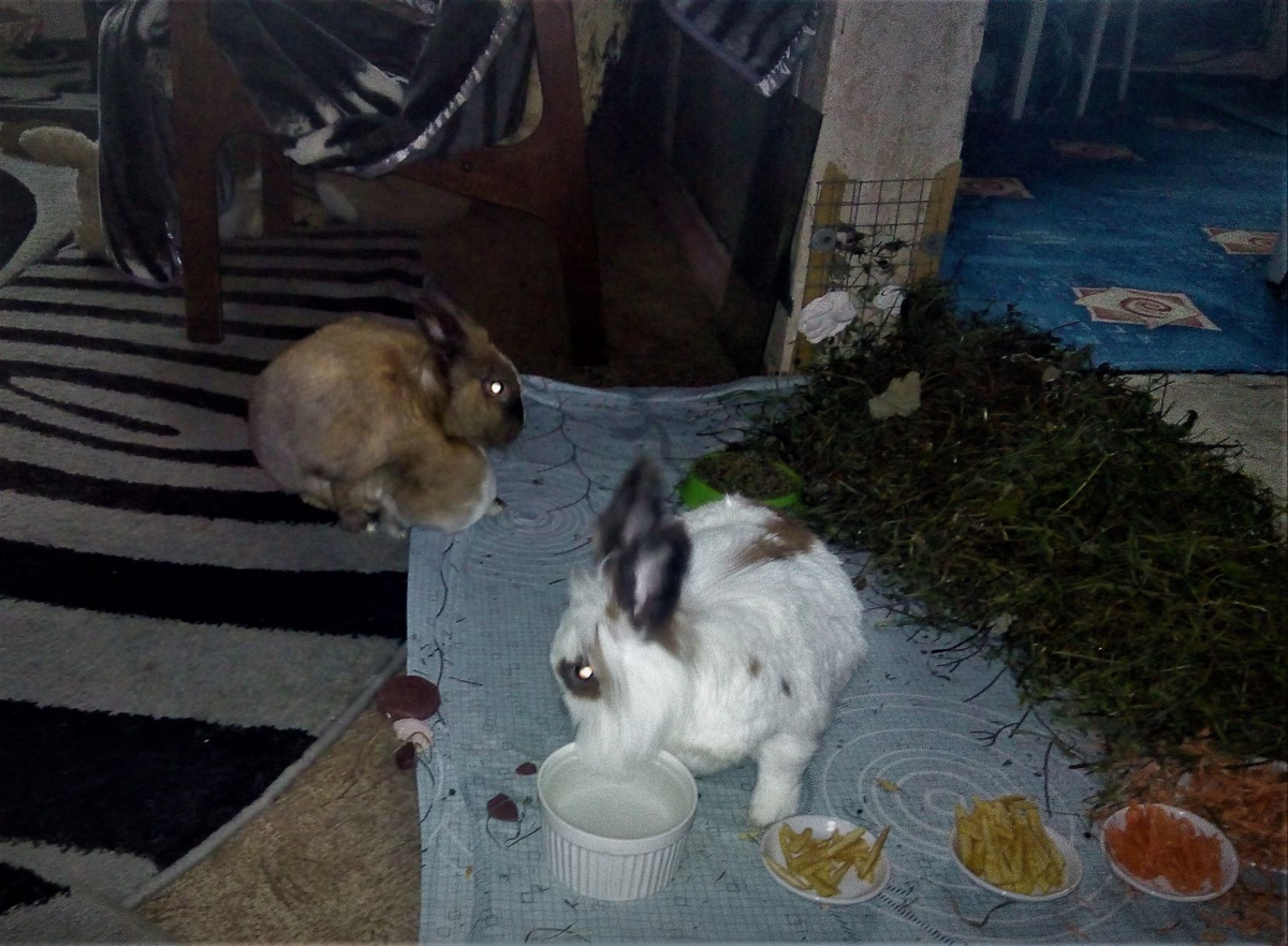 Тошик и Нулька - свободные от клеток. Фото автора.