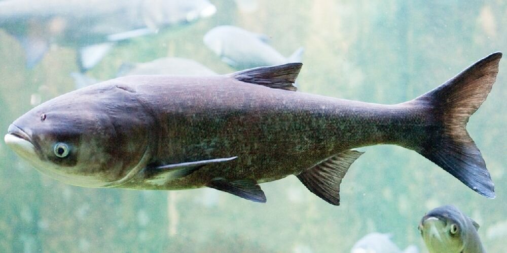 Толстолобик пёстрый