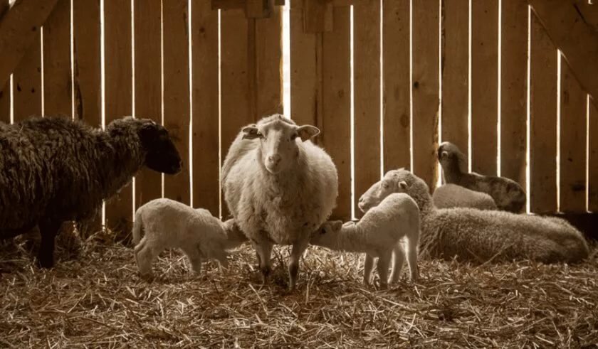 У зимнего окота свои преимущества