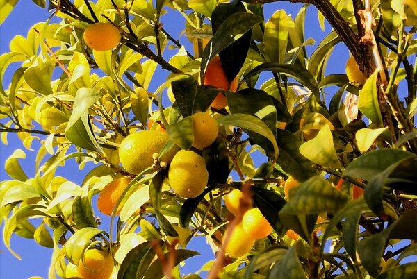 Февраль, зреет кумкват на деревце в Тала Бей