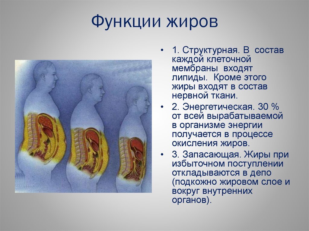 Процесс накопления жира. % Жира в организме.