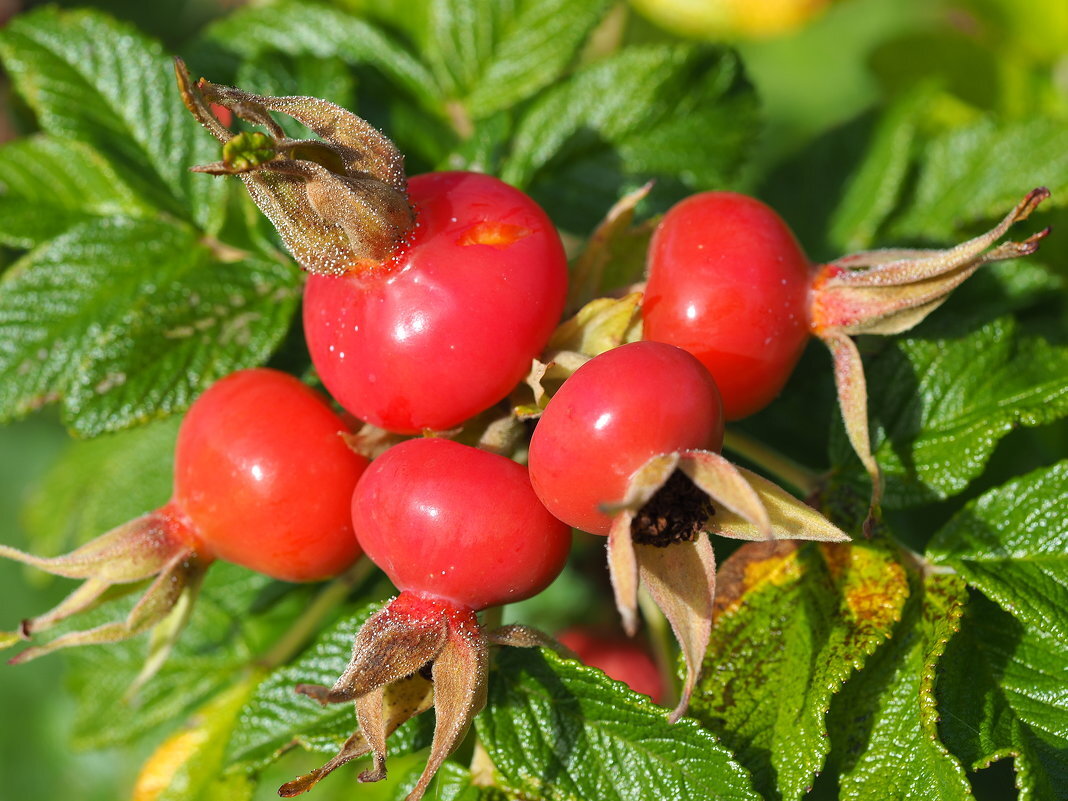 Плоды шиповника. Ещё на ветке. Картинка взята из интернета. 
