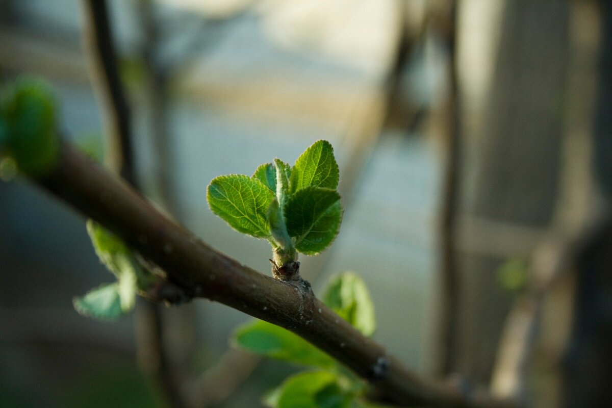 Яблоня готовится зацвести