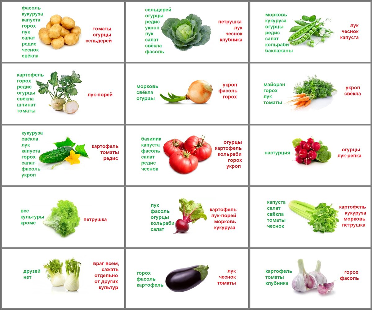 Овощи какие бывают список с фото