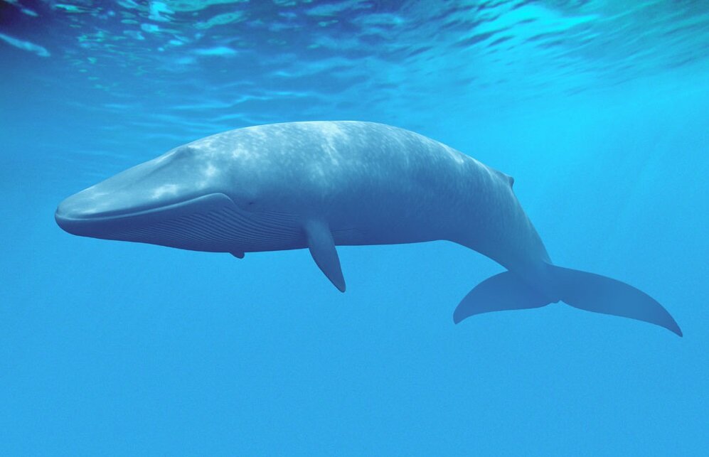 Океанский исполин во всей красоте  