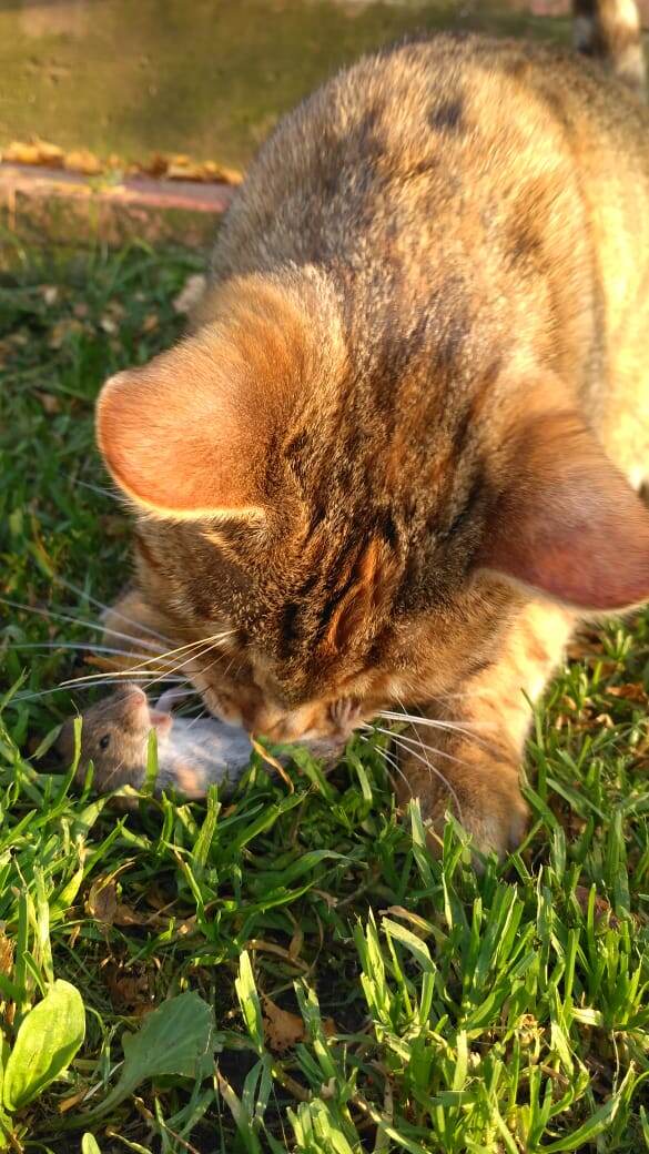 Очередная добыча!)))