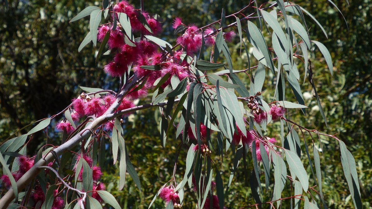 Цветущий эвкалипт.