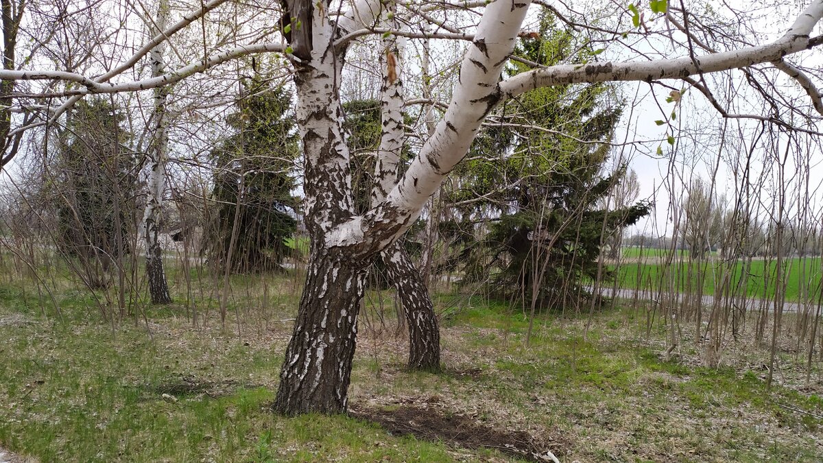 Березовый деготь, получаемый из коры,применялся при ревматизме, заболеваниях печени , в ветеринарии-для лечения ран и при гнойных заболеваниях, при коликах, как антигельминтное.