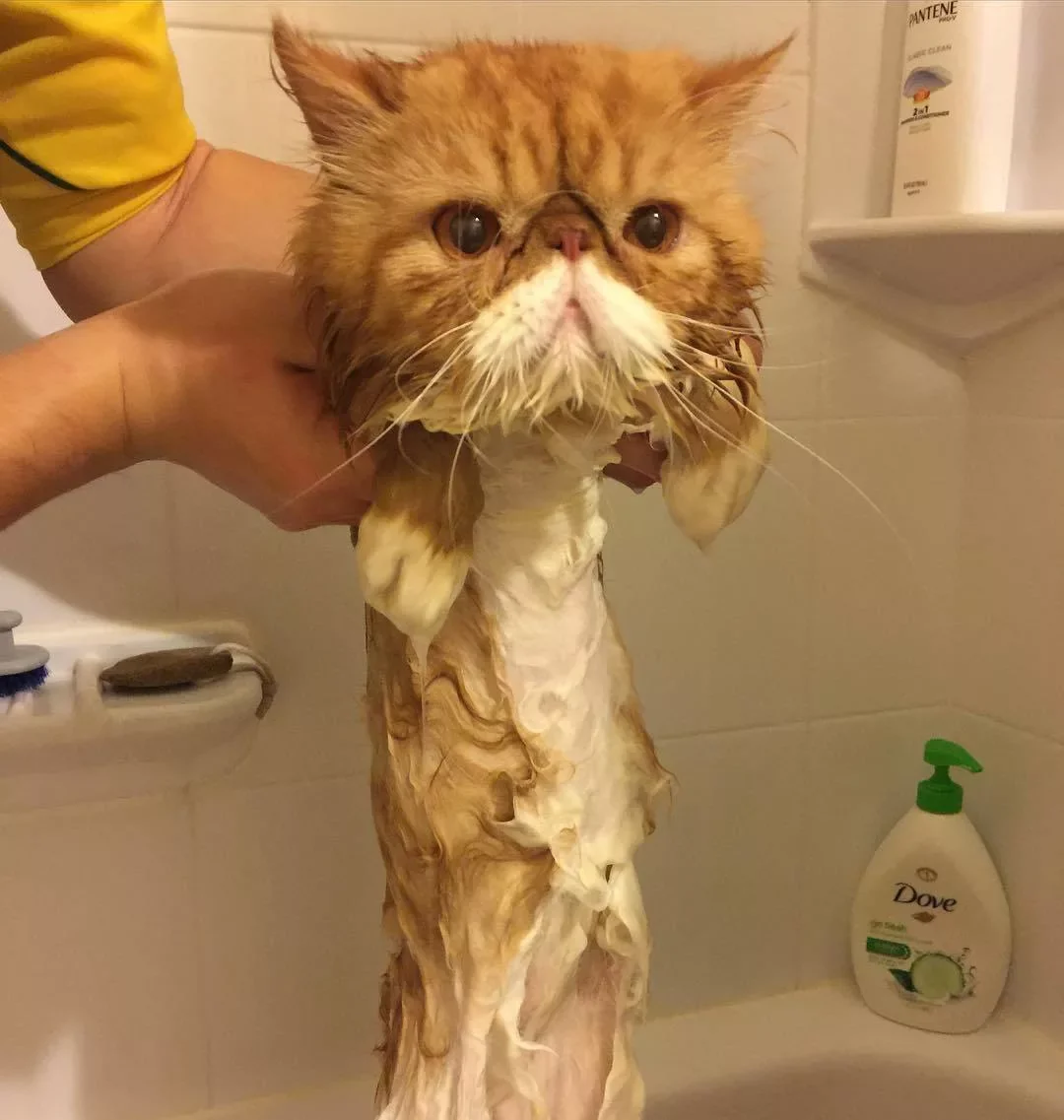 Включи смешную пресмешную. Приколы с котами. Мокрая кошка. Смешной кот. Смешные котики фото.