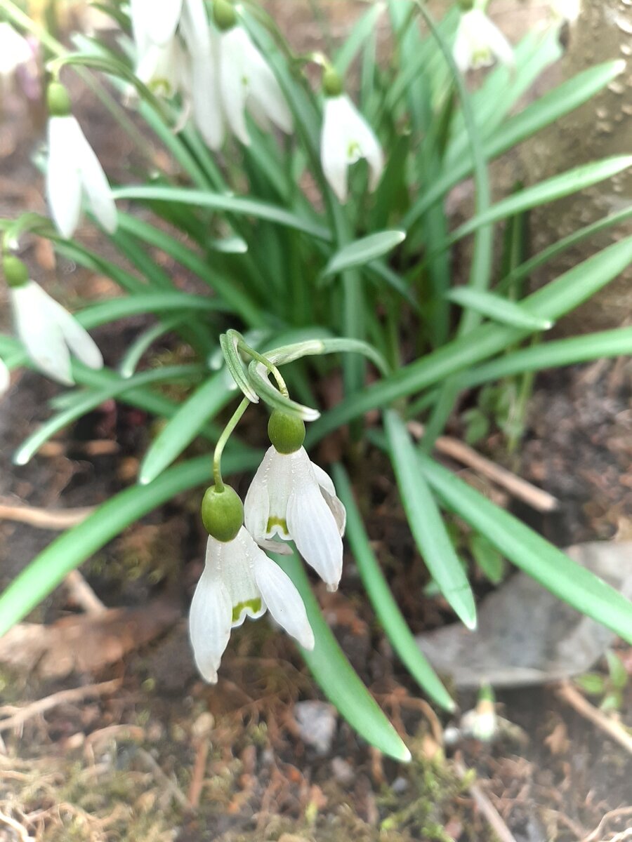 Galannthus nivalis