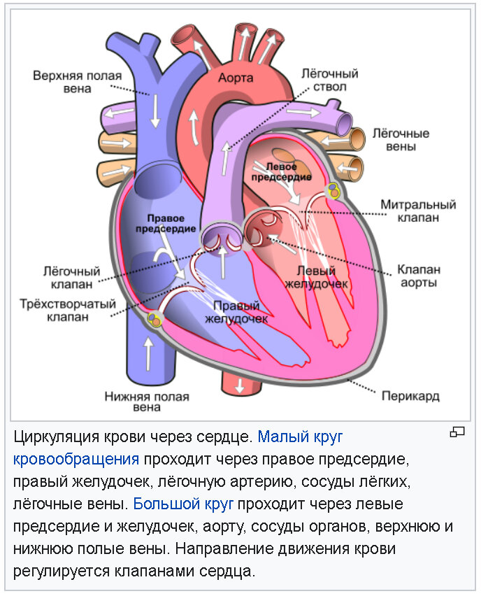 Клапаны сердца.