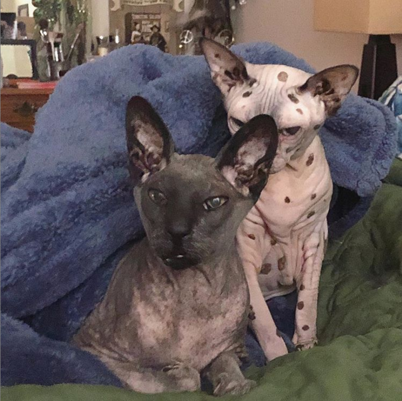 Фото из инстаграм: lemmyandroswell