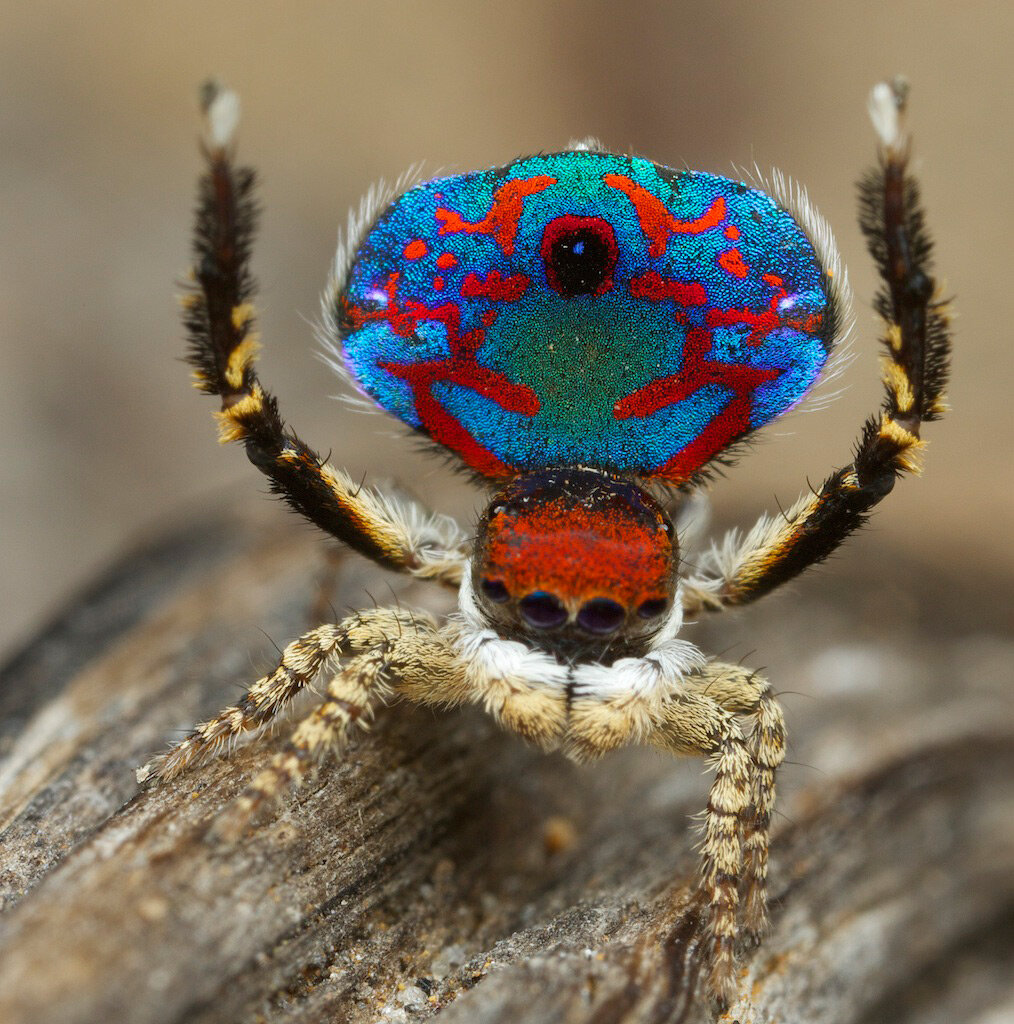 Павлиний паук. Maratus volans