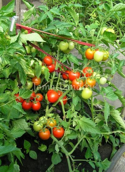 Выращивание рассады помидоров на балконе. Уход за ними