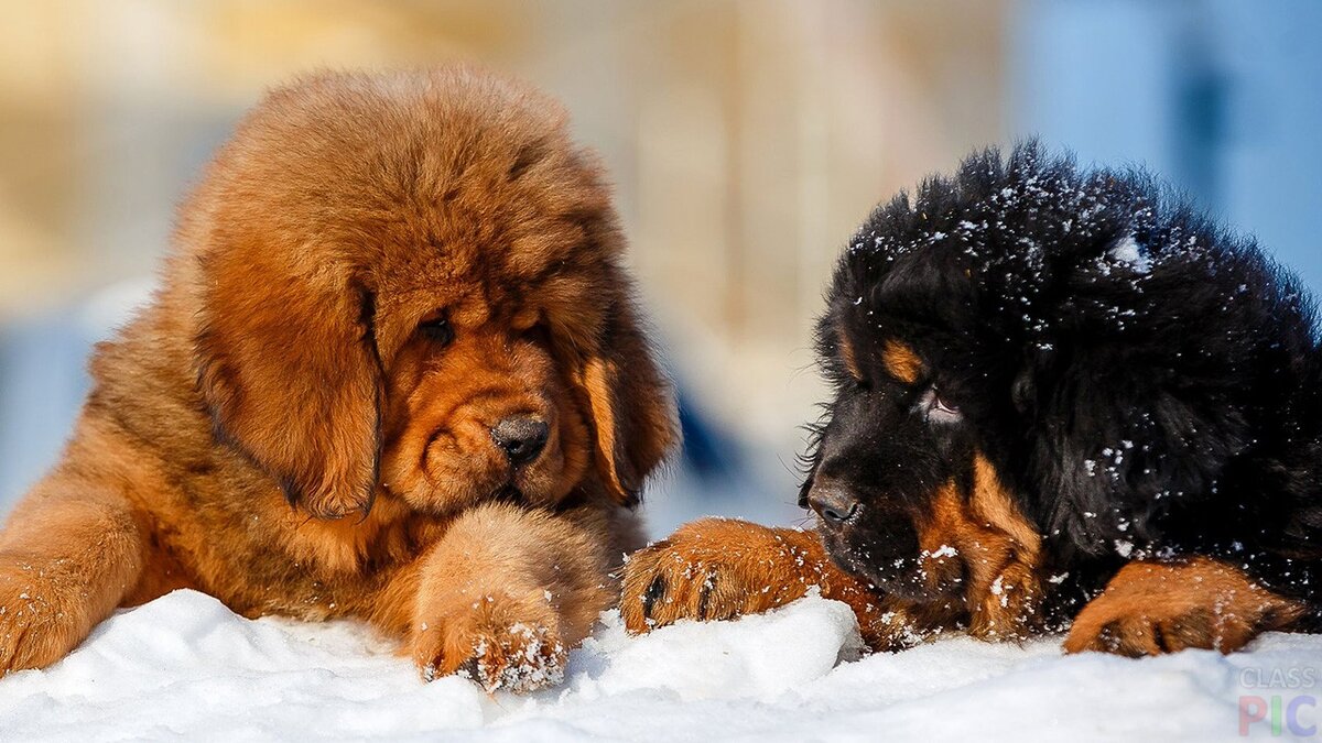 https://classpic.ru/wp-content/uploads/2019/09/37441/shhenki-tibetskogo-mastifa-otdyhajut-na-snegu.jpg