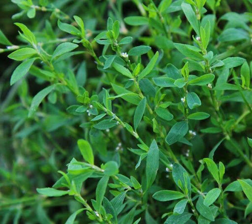 Горе́ц пти́чий, или споры́ш. Русское название «споры́ш» дано растению за способность быстро, споро восстанавливать повреждённые побеги.