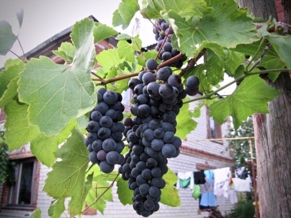 Морозостойкие сорта винограда для Подмосковья и средней полосы России