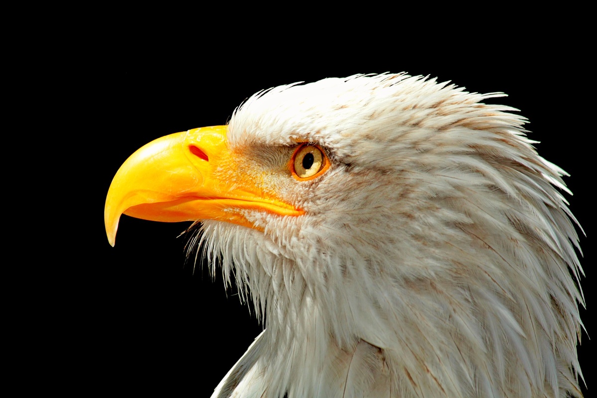 https://pixabay.com/photos/adler-bald-eagle-raptor-bird-2611528/