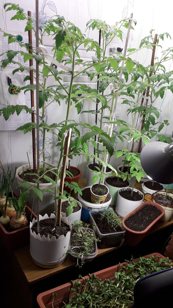 Подоконные помидоры черри. Как сажать домашнюю помидоры. Черри минибел. Балконные томаты черри. Подоконные помидоры черри.