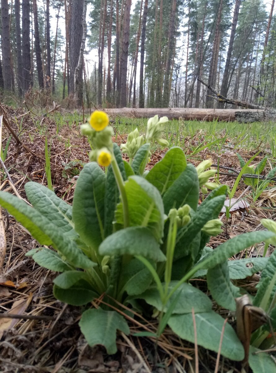 Она же Первоцвет Весенний 