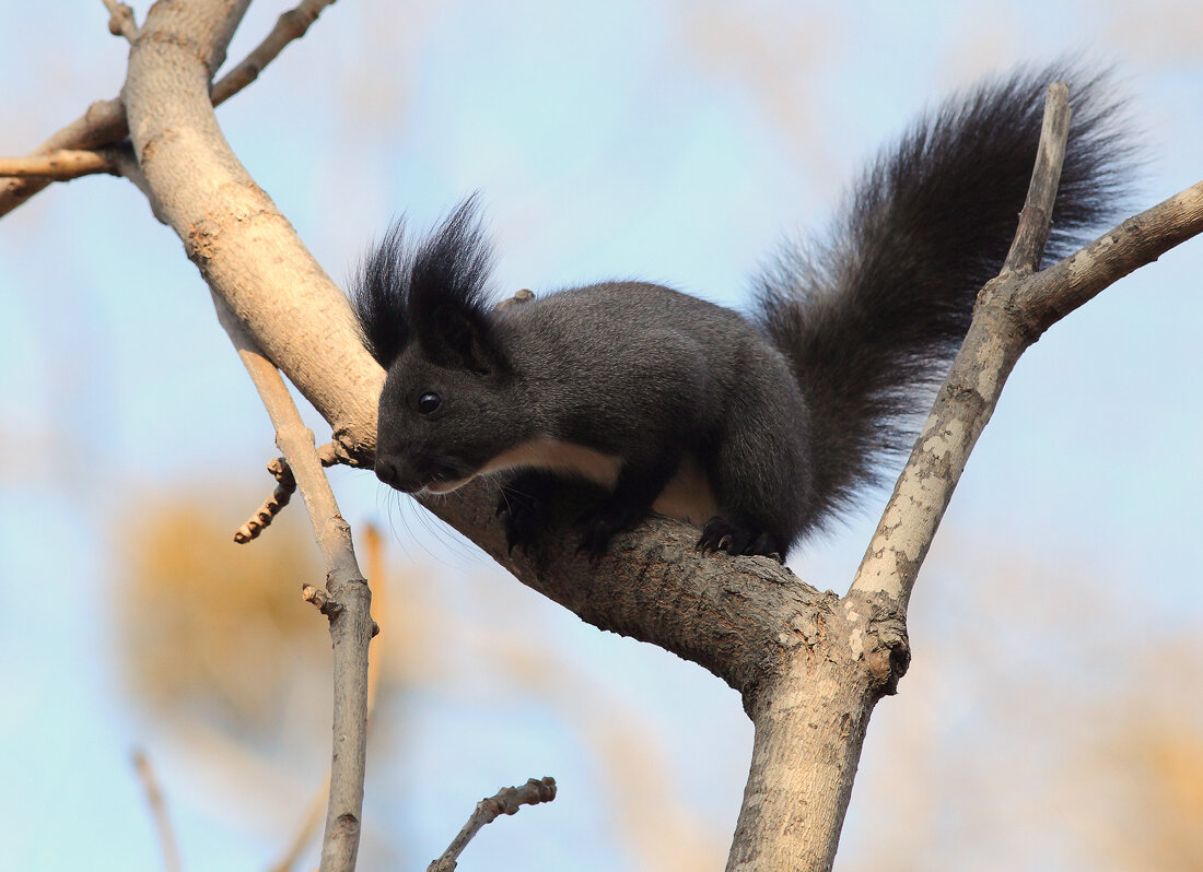 Окрас зверька зависит от места обитания. Потому на просторах необъятной можно встретить не только рыжих, но и бурых, серых и даже чёрных грызунов. 