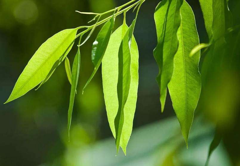 Листья эвкалипта.