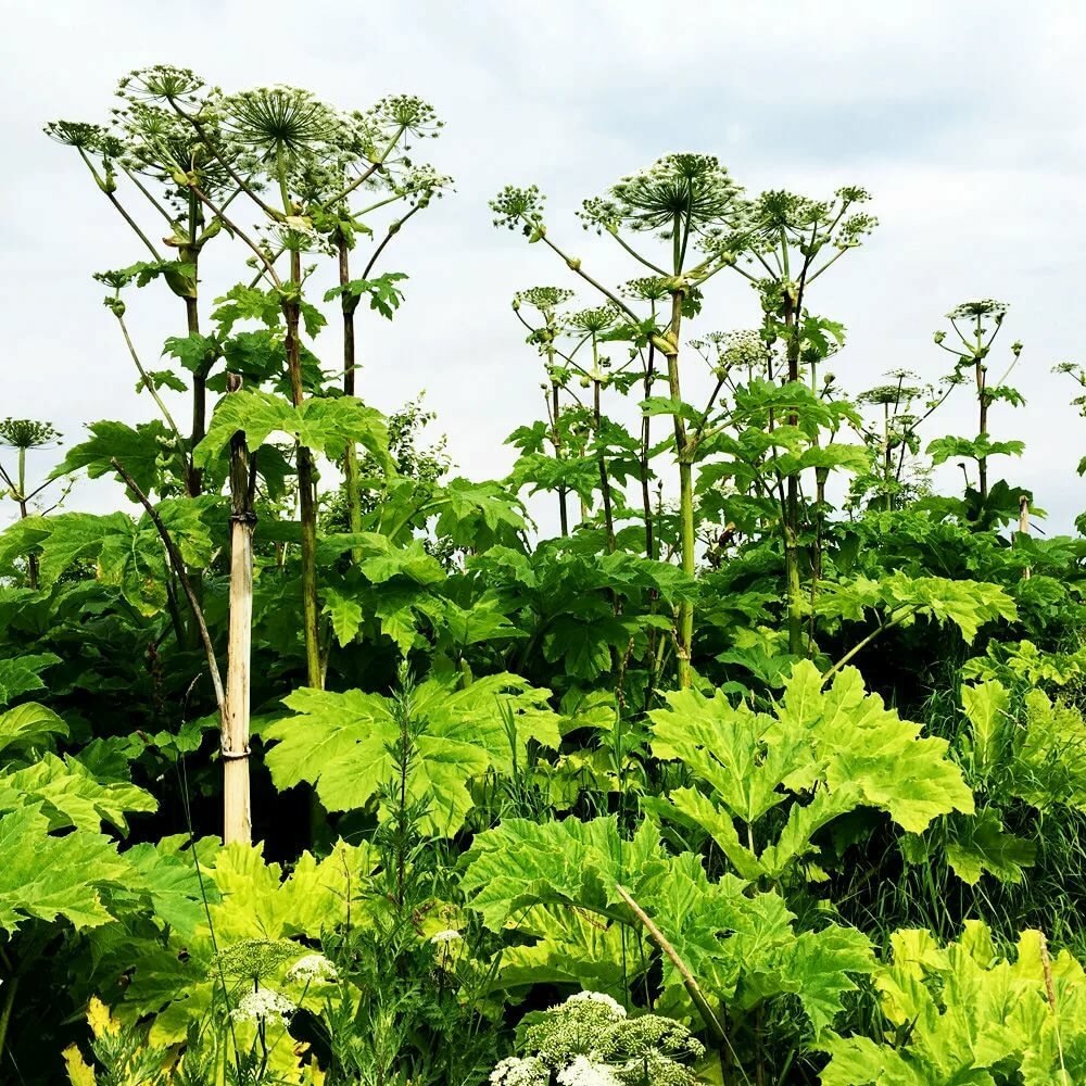Борщевик в Подмосковье