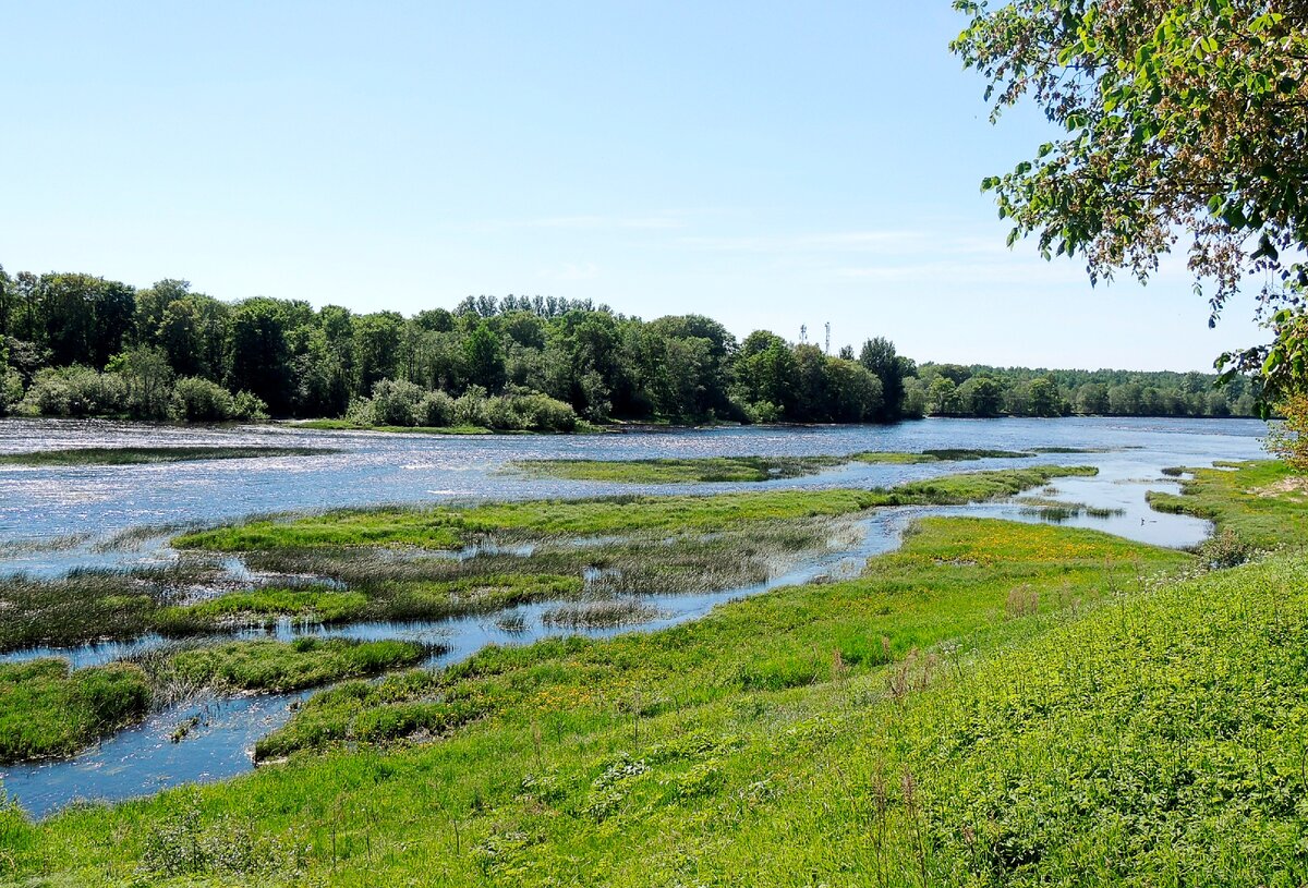 Река в луге. Река Луга в городе Луга. Излучина реки Луга. Устье реки Луга. Верховье реки Луга.