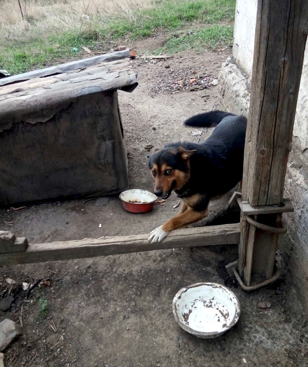 Это наш Джек. Такой добрый к своим, но чужих не подпустит