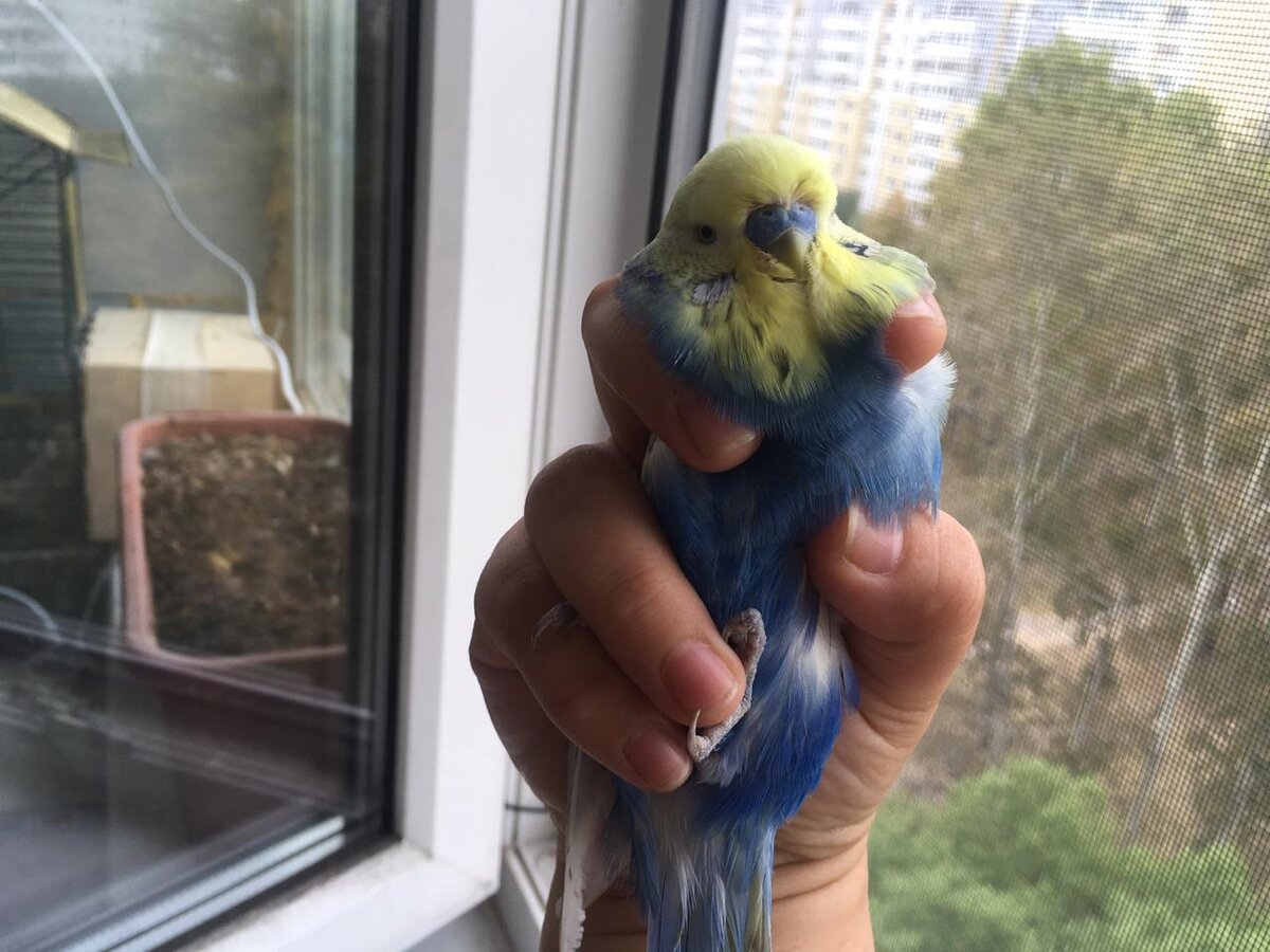 Как правильно держать попугая. На фото наш самец Выставочный волнистый попугай. 