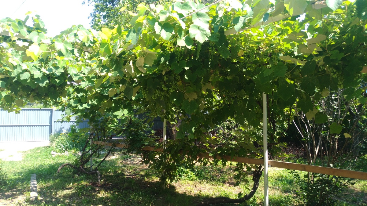 Наш виноградник. Фото из личного архива