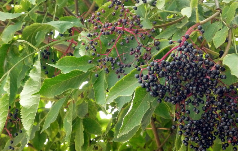 Бузина черная плоды (Sambucus nigra)