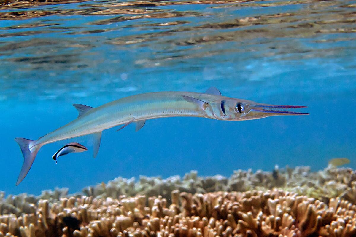 Красное море, рыба Игла (Tylosurus choram) плавает под поверхностью воды. Стоков