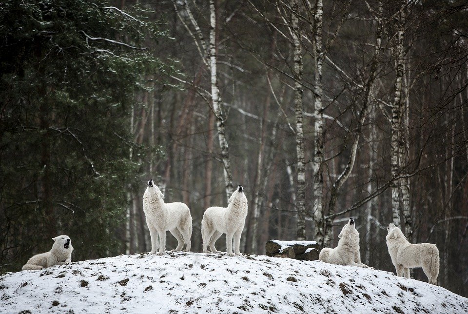 источник фото: pixabay.com