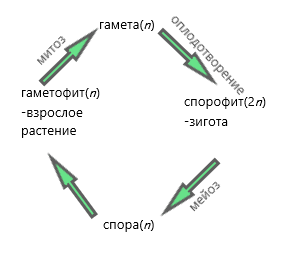 Простейшая схема жизненного цикла водорослей. Половое размножение.