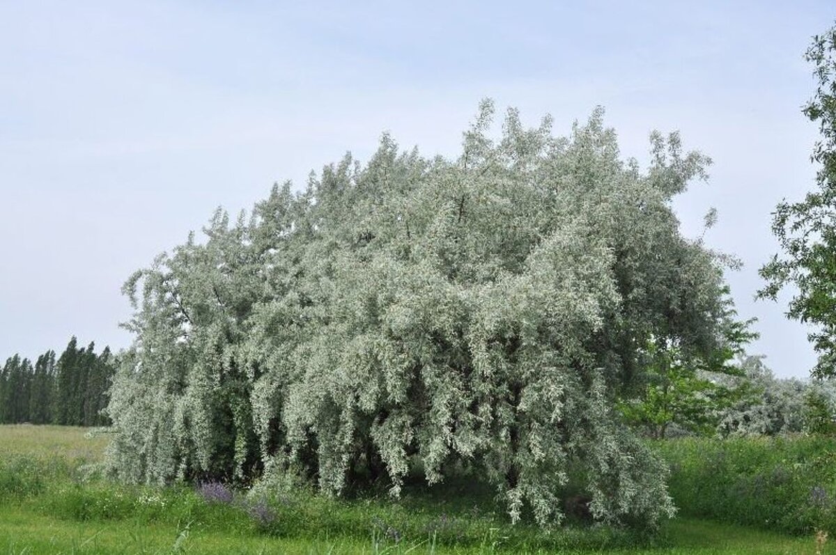 Лох узколистный кустарник