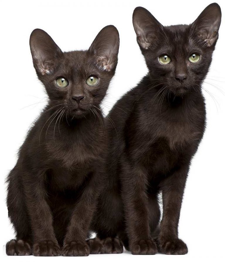 Гавана Браун