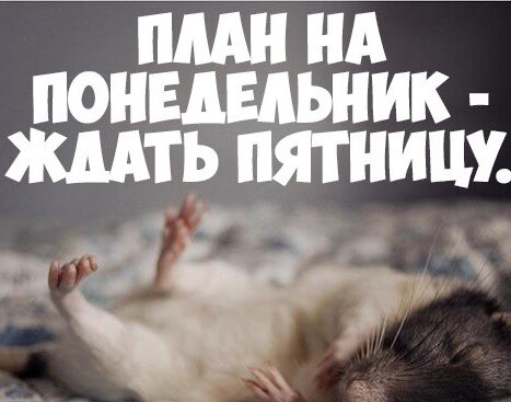 Очень хороший план! ))) Яндекс Картинки