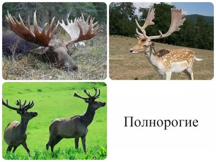 Полнорогие копытные — самые желанные трофеи