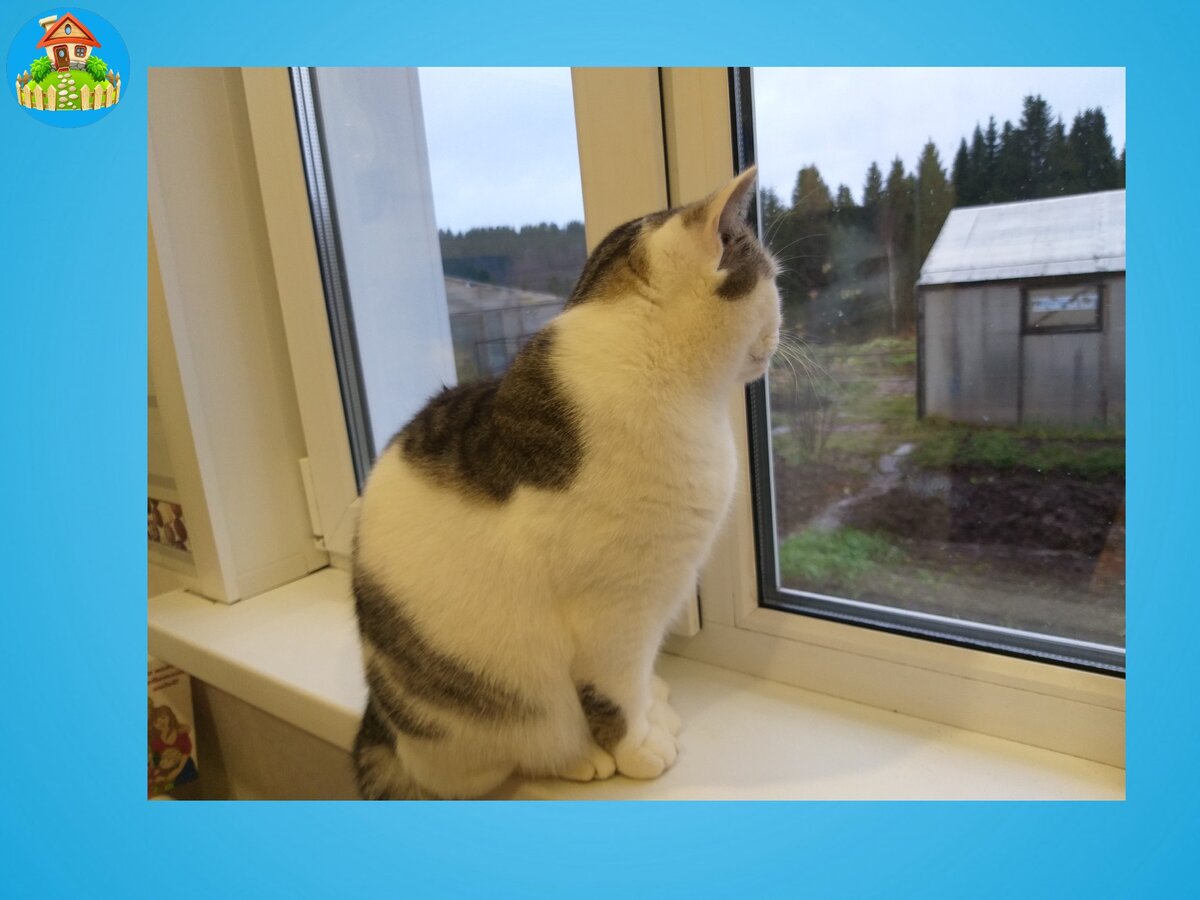 Даже кот грустит, с тоской глядя на дождь и ветер
