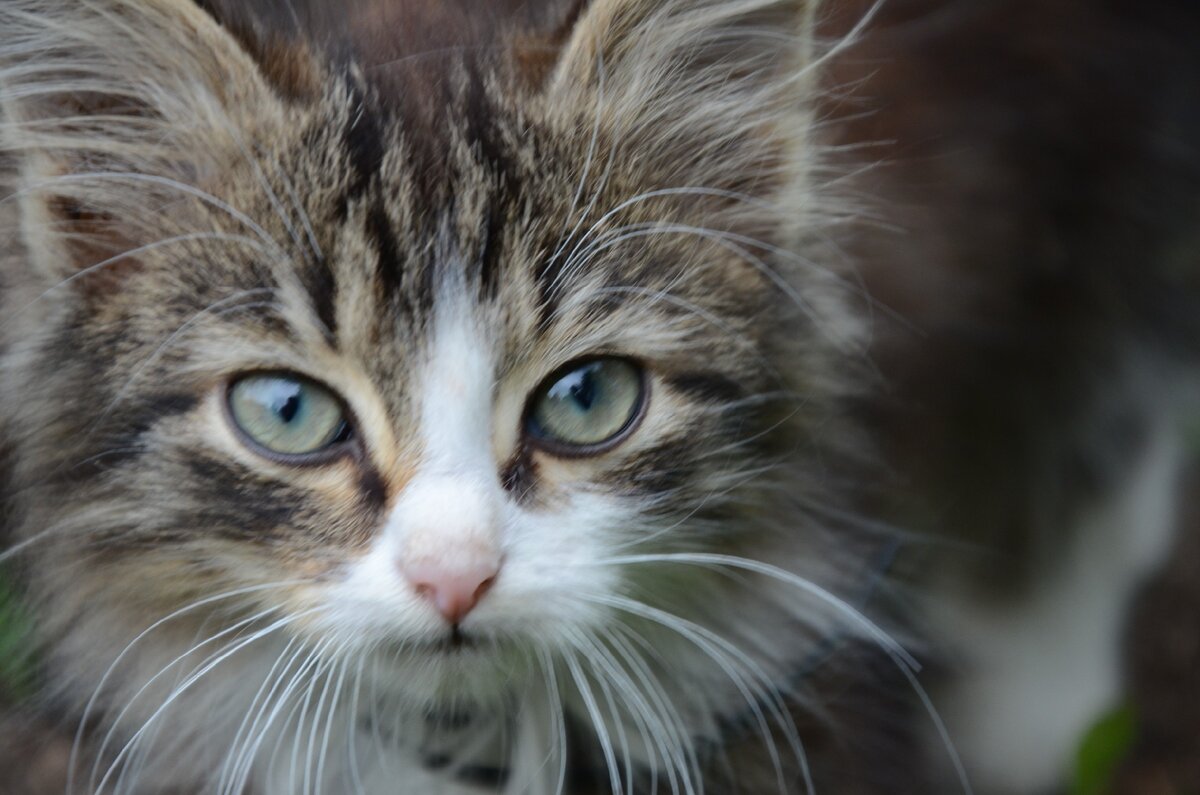 Вот такая красавица жила все лето